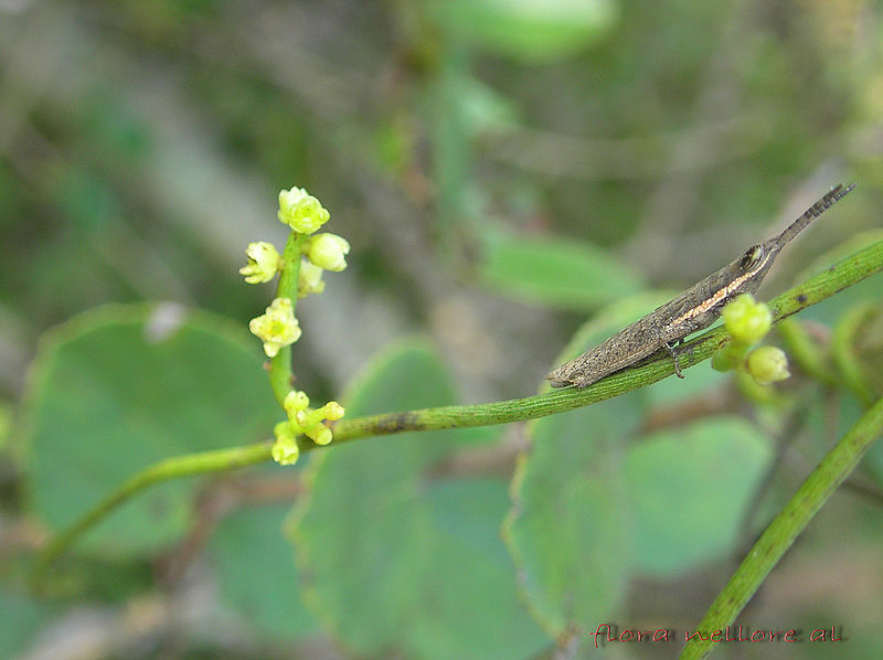 File:Cassytha filiformis L. -a parasite plant. - Flickr - lalithamba.jpg