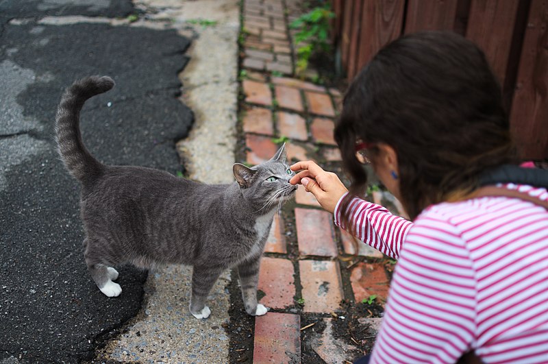 File:Cat being petted by Santamarcanda in Rue Holt, Montreal.jpg