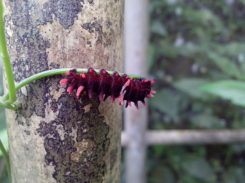 File:Caterpillar in Bantimurung.jpg