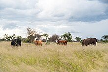 Cattle on savanna rangeland in Namibia Cattle standing on Namibian rangeland.jpg