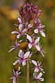 * Nomination Caulanthus anceps, Lemmon's mustard, in Carrizo Plain. --Nicholaswei 22:58, 20 August 2023 (UTC) * Promotion  Support Good quality. --Grunpfnul 19:16, 21 August 2023 (UTC)