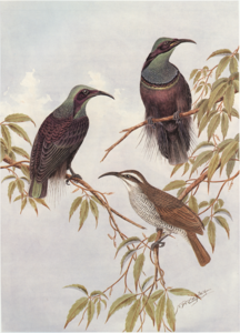 Cayley p22 Magnificent Riflebirds.png