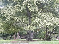 State Tree of Guatemala
