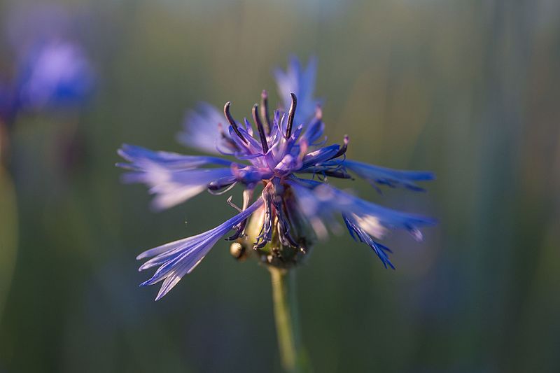 File:Centaurée Bleuet Proche 2.jpg