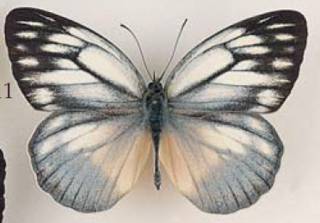 <i>Cepora timnatha</i> Species of butterfly