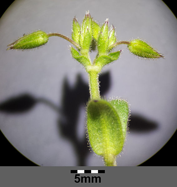 File:Cerastium pumilum s. str. sl5.jpg