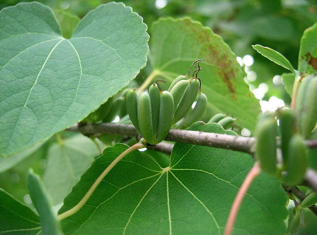 Cercidiphyllaceae