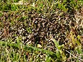 Cetraria islandica with Lycopodium clavatum and Calluna vulgaris Germany - Schwarzwald