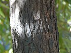 Ceylon Ironwood tree (2209476856).jpg