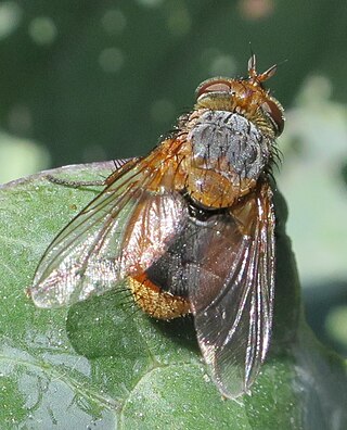 <i>Chaetophthalmus</i> Genus of flies