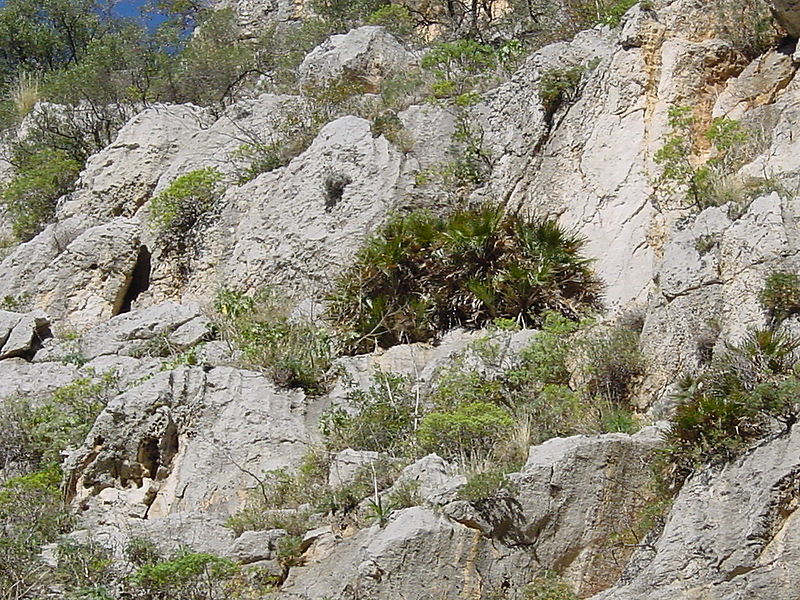 File:Chamaerops humilis MP02.JPG