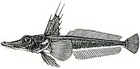 Channichthys bospori, голотип, самец