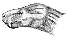 Charassognathus, a primitive type of cynodont. Charassognathus gracilis.jpg