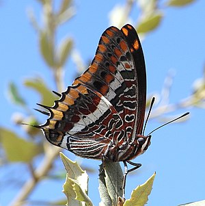 Borboleta Morangueiro (Charaxes Jasius)