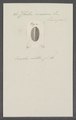 Chiton cinereus - - Print - Iconographia Zoologica - Special Collections University of Amsterdam - UBAINV0274 081 06 0018.tif