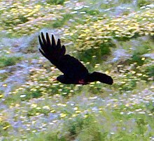 The red-billed chough (Pyrrhocorax pyrrhocorax pyrrhocorax), once commonly seen throughout Cornwall, experienced a severe decline in its population in the 20th century. Choughfly816.jpg