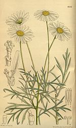 Thumbnail for Argyranthemum foeniculaceum