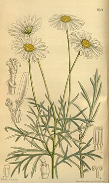 Xrizantema foeniculaceum 142-8644.jpg