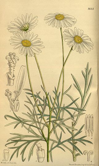 <i>Argyranthemum foeniculaceum</i> Species of flowering plant