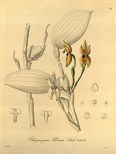 Mormolyca schlimii