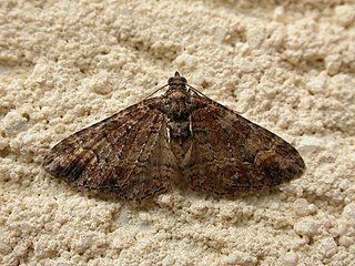 <i>Chrysolarentia plesia</i> Species of moth