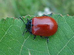 Lielais apšu lapgrauzis (Chrysomela populi)