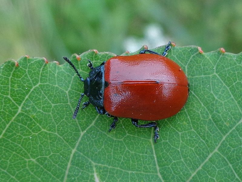 File:Chrysomela populi 01.jpg