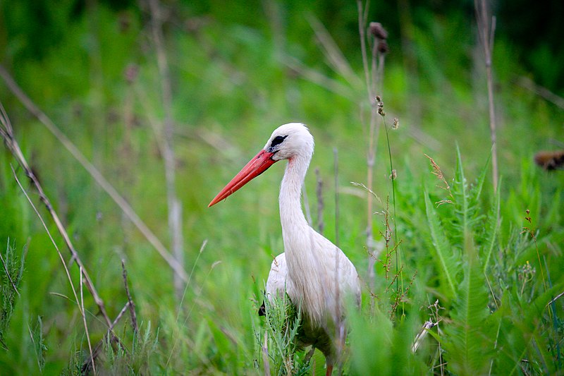 File:Ciconia ciconia aldomirovtsi marsh.JPG