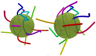 Cilia beating in a multi-ciliated microswimmer
Two images at different times, one just after the other, showing different dispositions of the beating cilia. The varying cilium color indicates the instantaneous stage in the beat cycle. The motion of the swimmer is from left to right Cilia beating in a multi-ciliated microswimmer.webp