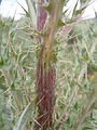 Cirsium brevistylum (5975949740).jpg