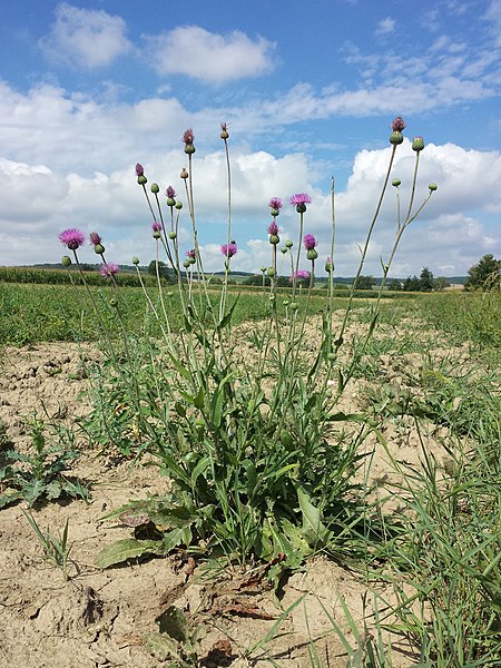 File:Cirsium canum sl23.jpg