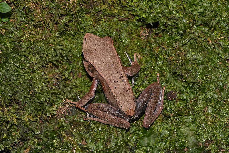 File:Clinotarsus curtipes-Aralam-2016-10-29-001.jpg