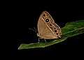 * Nomination Close wing Basking posture of Mycalesis visala Moore, 1858 - Long-branded Bushbrown --Sandipoutsider 22:41, 25 December 2023 (UTC) * Promotion  Support Good quality. --Mike Peel 08:51, 29 December 2023 (UTC)