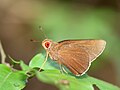 * Nomination: Matapa aria (Moore, 1866) - Common Branded Redeye. By User:Atanu Bose Photography --Sandipoutsider 08:00, 7 August 2023 (UTC) * * Review needed
