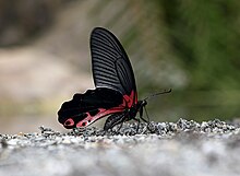 Položaj bliskog krila Papilio alcmenor Felder & Felder, 1864 - Redbreast.jpg