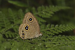 Close wing posture of Ypthima sakra Moore, 1857 – Himalayan Five-ring Butterflies of Talle valley - 7.jpg