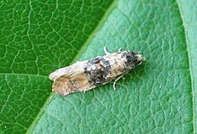 Cochylis nana (Хаворт, 1811) .jpg