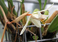 Coelogyne trinervis Serres d'Auteuil, Paris, France