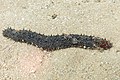 * Nomination Tubular sea cucumber (Holothuria tubulosa), Arrábida Natural Park, Portugal --Poco a poco 11:10, 23 August 2022 (UTC) * Promotion  Support Good quality. --Ermell 13:42, 23 August 2022 (UTC)