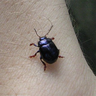 <i>Colaphellus</i> Genus of leaf beetles