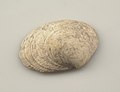 Collectie Nationaal Museum van Wereldculturen TM-2344-186 Schelp, gevonden in een graf Aruba.jpg