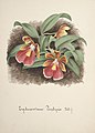 Trichocentrum porphyrio aquarell in: Collection d'orchidées, (1850-1870)