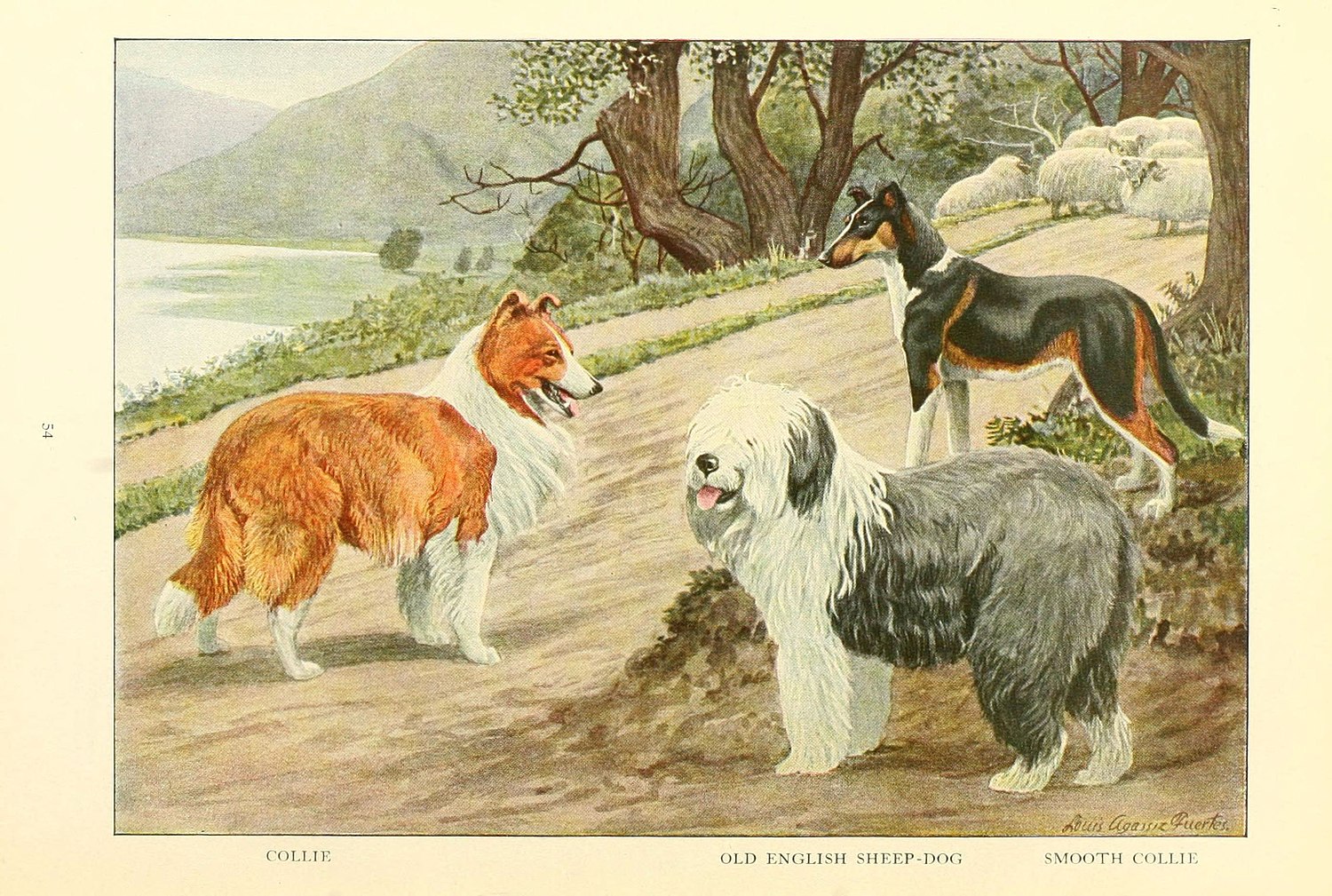 Пастушьи собаки - Wikiwand