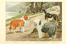 Пастушьи собаки — Википедия