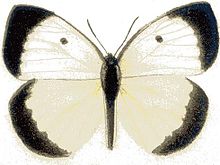 Colotis nothus f.JPG