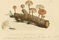 Coloured Figures of English Fungi or Mushrooms - t. 21.jpg