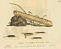 Plate 336. Lophiostoma arundinaceum