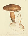 Plate 416. Tricholoma sp.