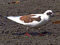 Burung merpati mencari makanan