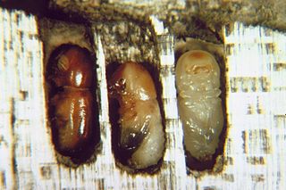 <i>Corthylus</i> Genus of beetles